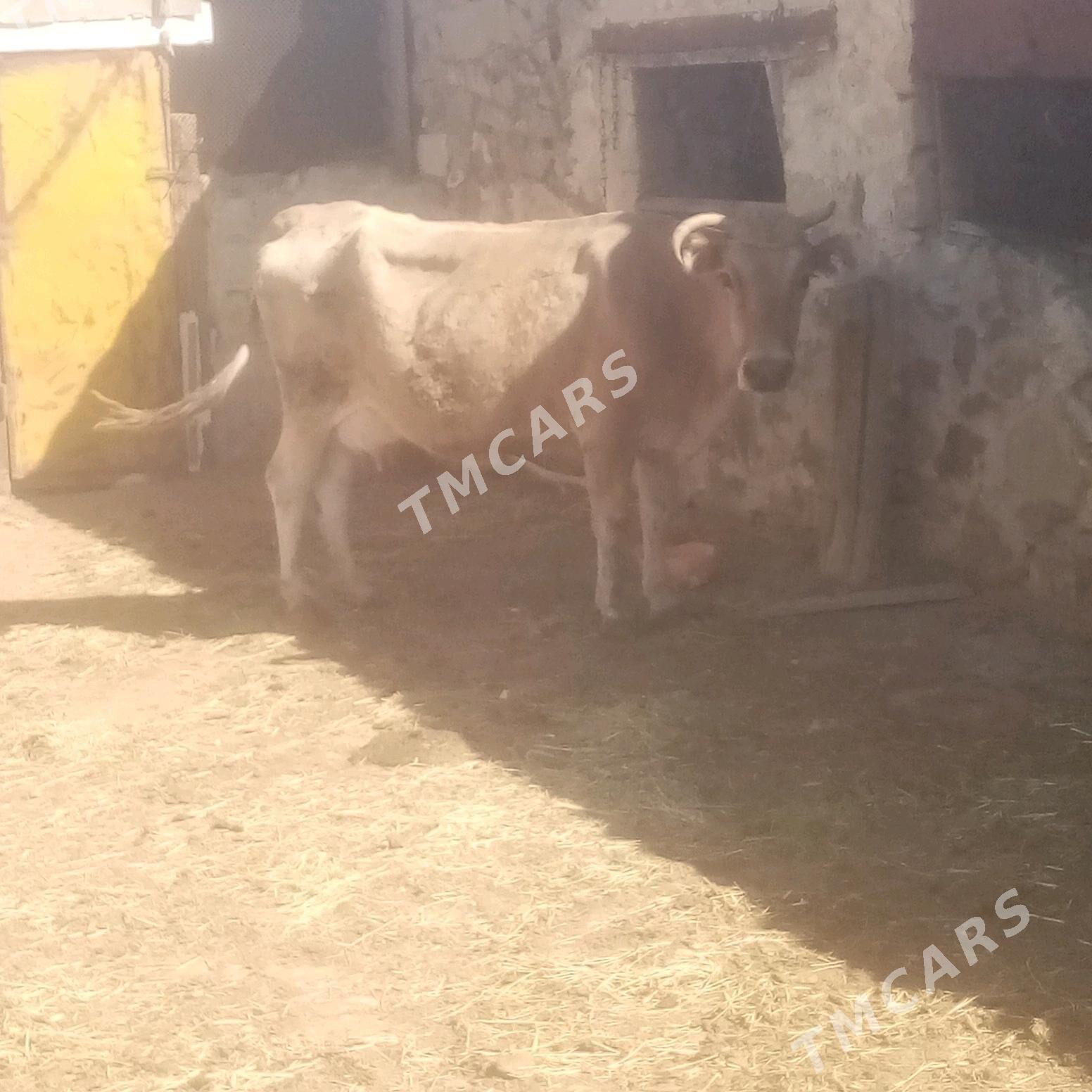Sygyr öküz - Bereket - img 3