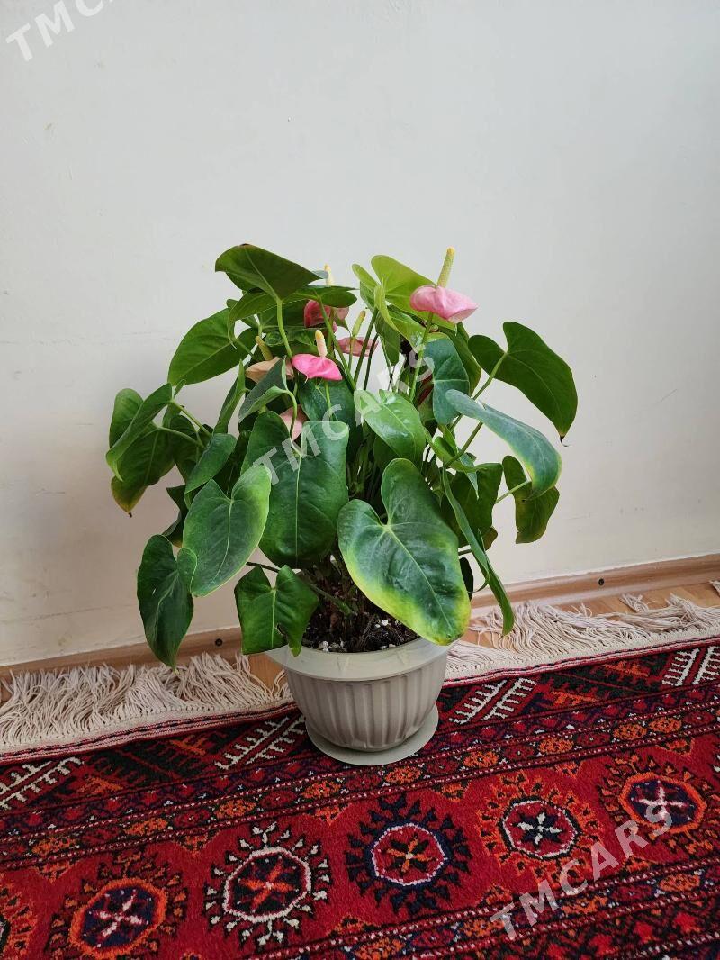Gül Fikus, Maranta, Muj sçaste - 3 mkr - img 3