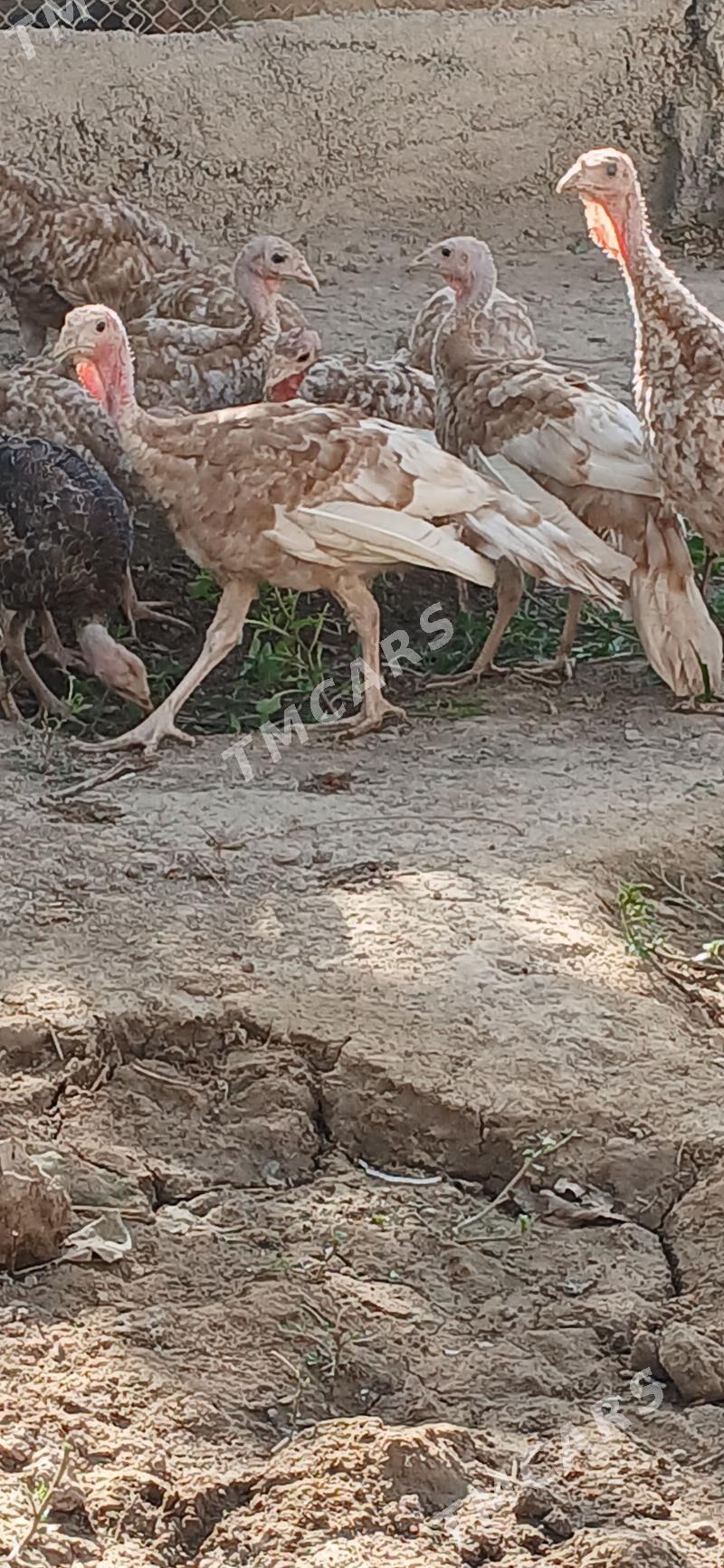 owgan induk - Aşgabat - img 2