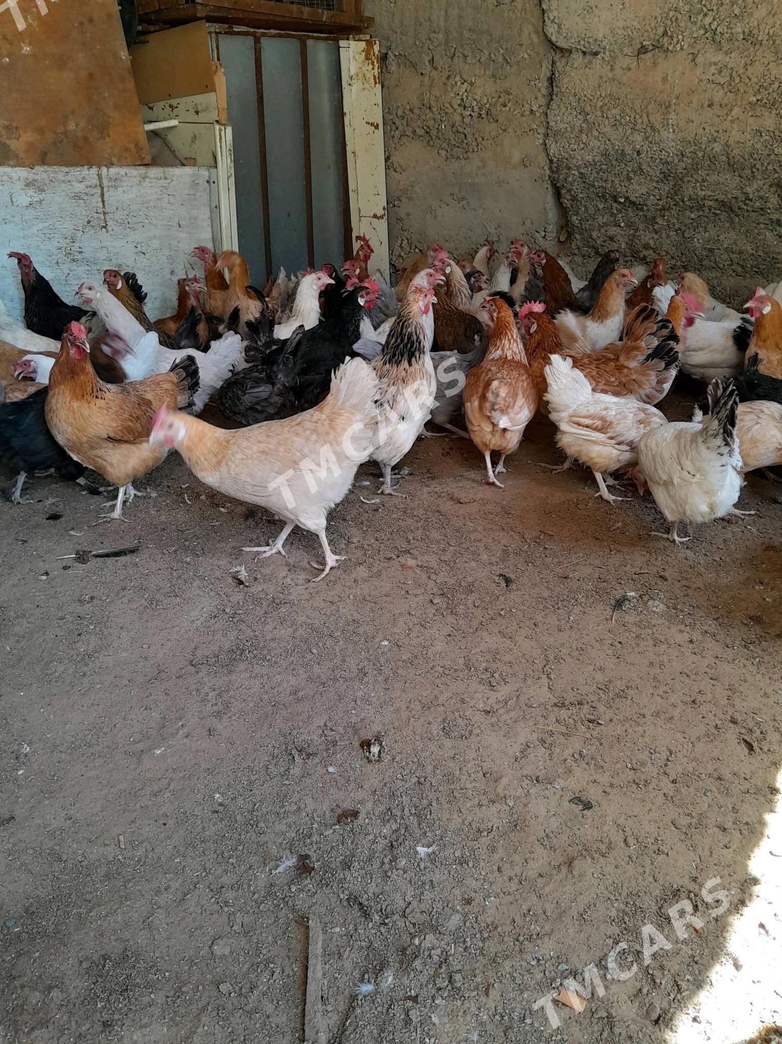 towuk yasajyk - Çoganly - img 3
