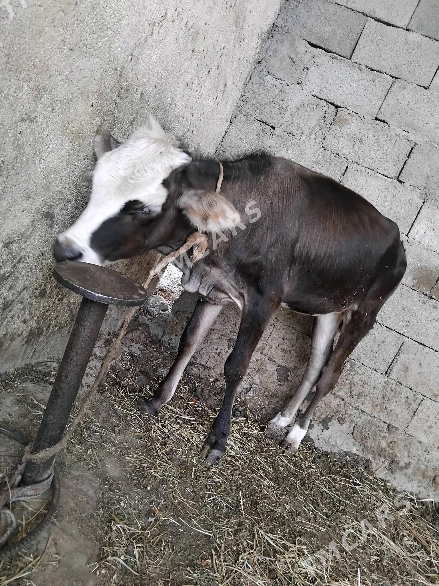 TÜWE MAL TOHIM - Aşgabat - img 2
