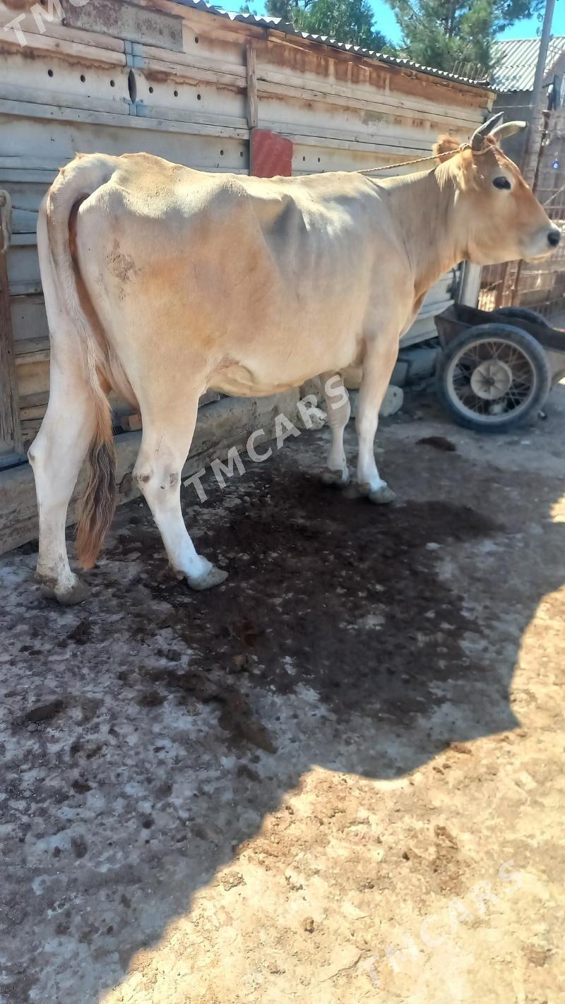 goleli sygyr - Bereket - img 2