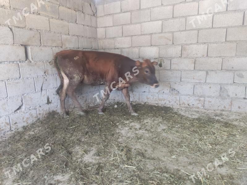 bakda duran tuwe - Гёкдепе - img 2