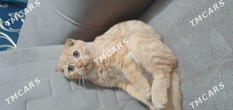 Шотландские котята мальчик - Ашхабад - img 3
