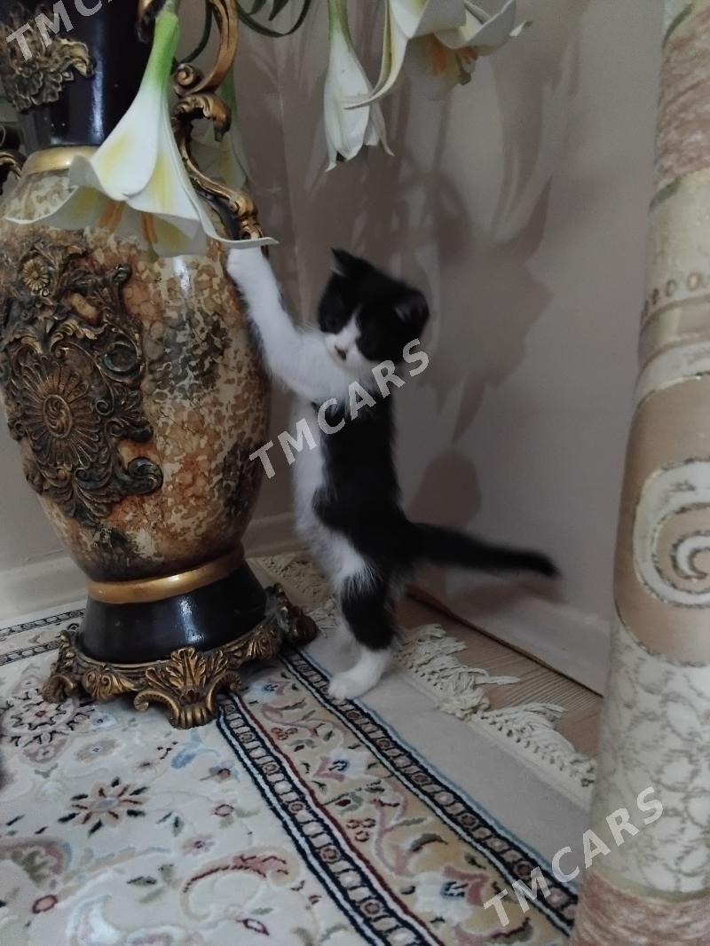 Котёнок девочка - Ашхабад - img 2