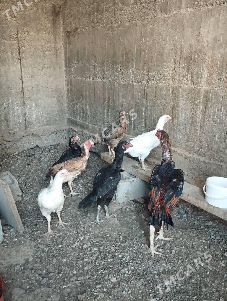 Taşkent - Aşgabat - img 3