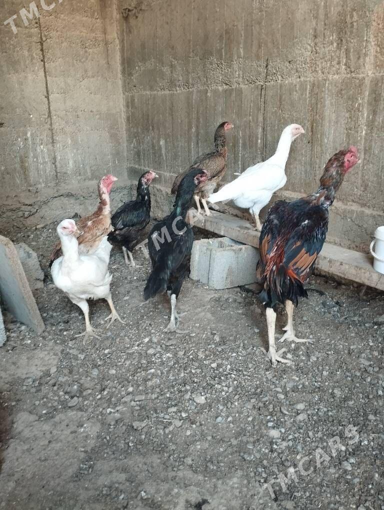 Taşkent - Aşgabat - img 2