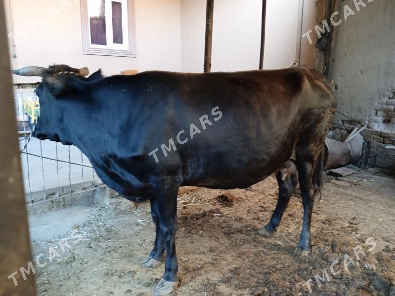 inaklar ve unajyn - Türkmenabat - img 4