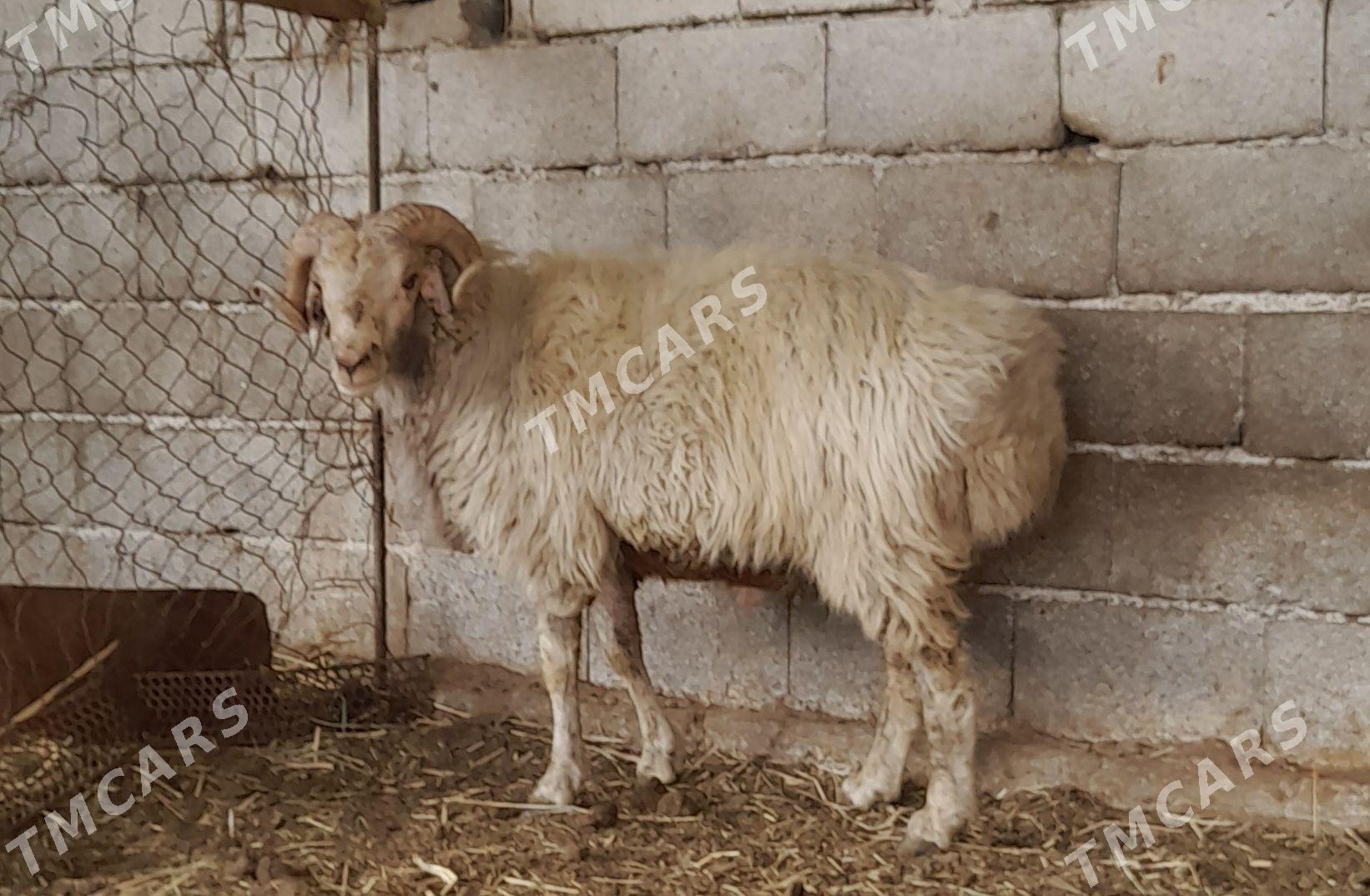 goç - Gökdepe - img 2