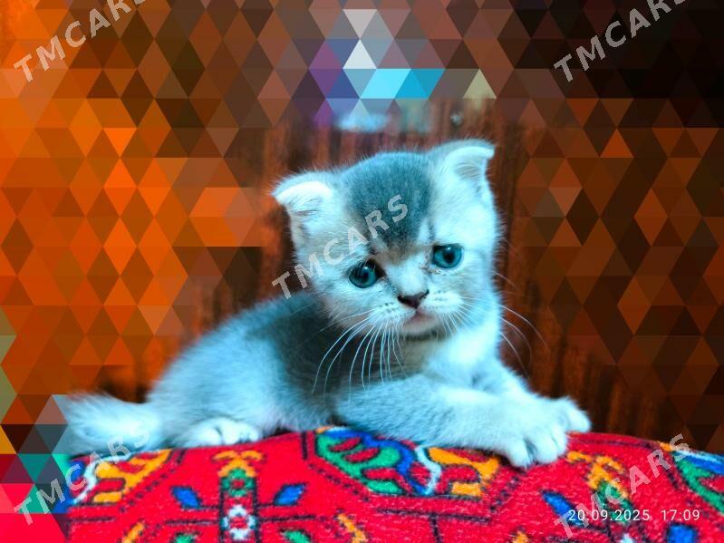 Элитные КОТЯТА - Aşgabat - img 1