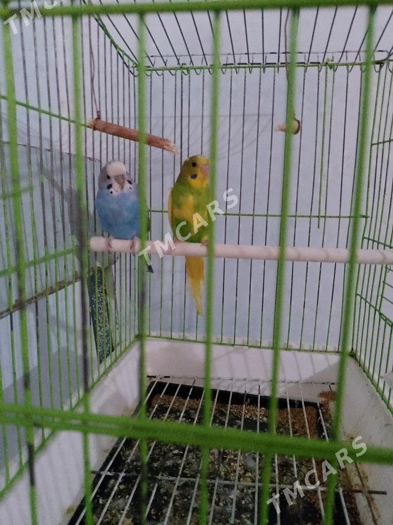 gus - Sakar - img 2