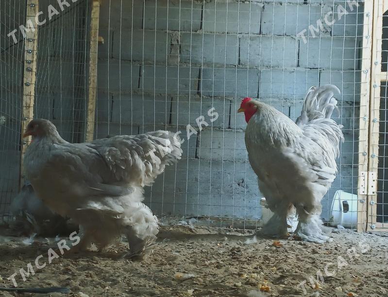 BRAMA LAVANDA - Balkanabat - img 2