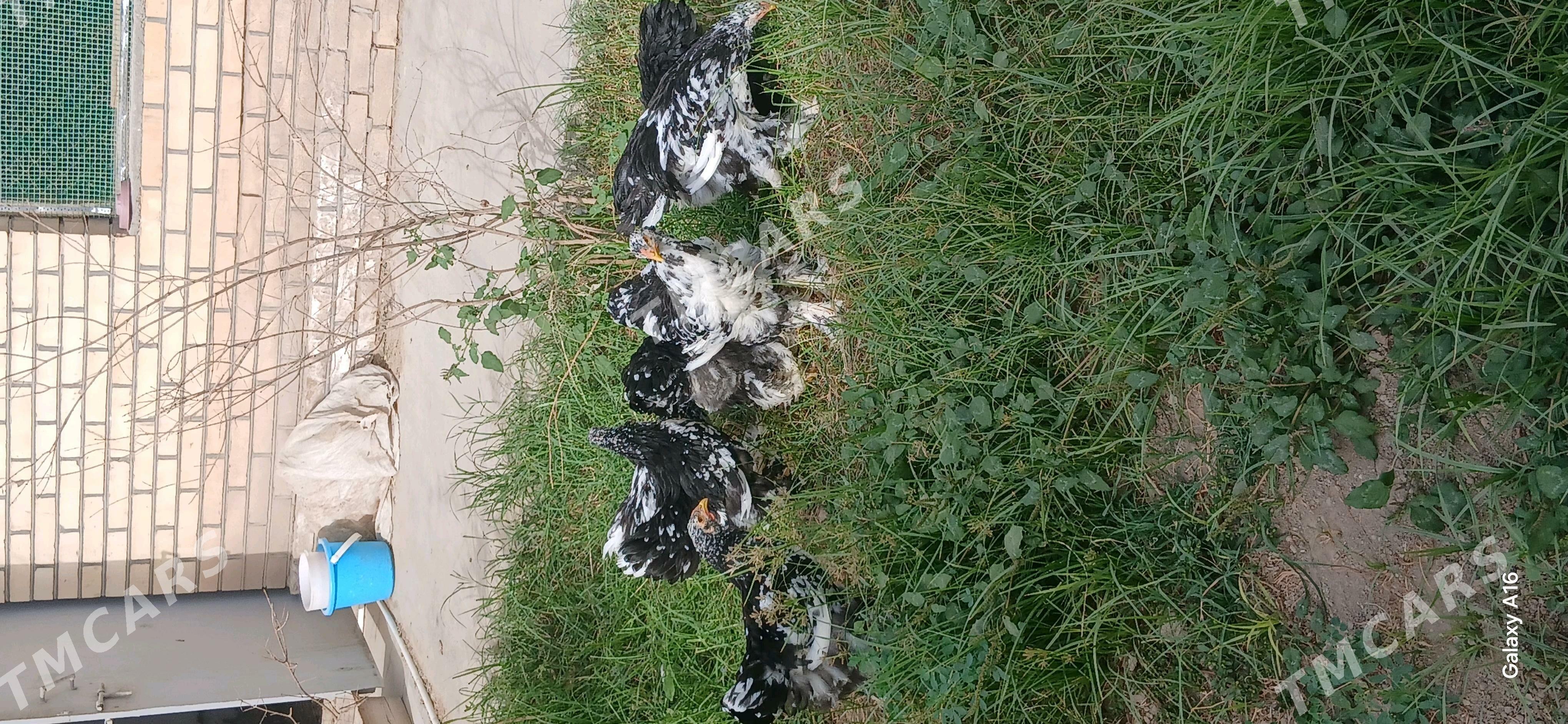 brama  myramyr - Baýramaly - img 2