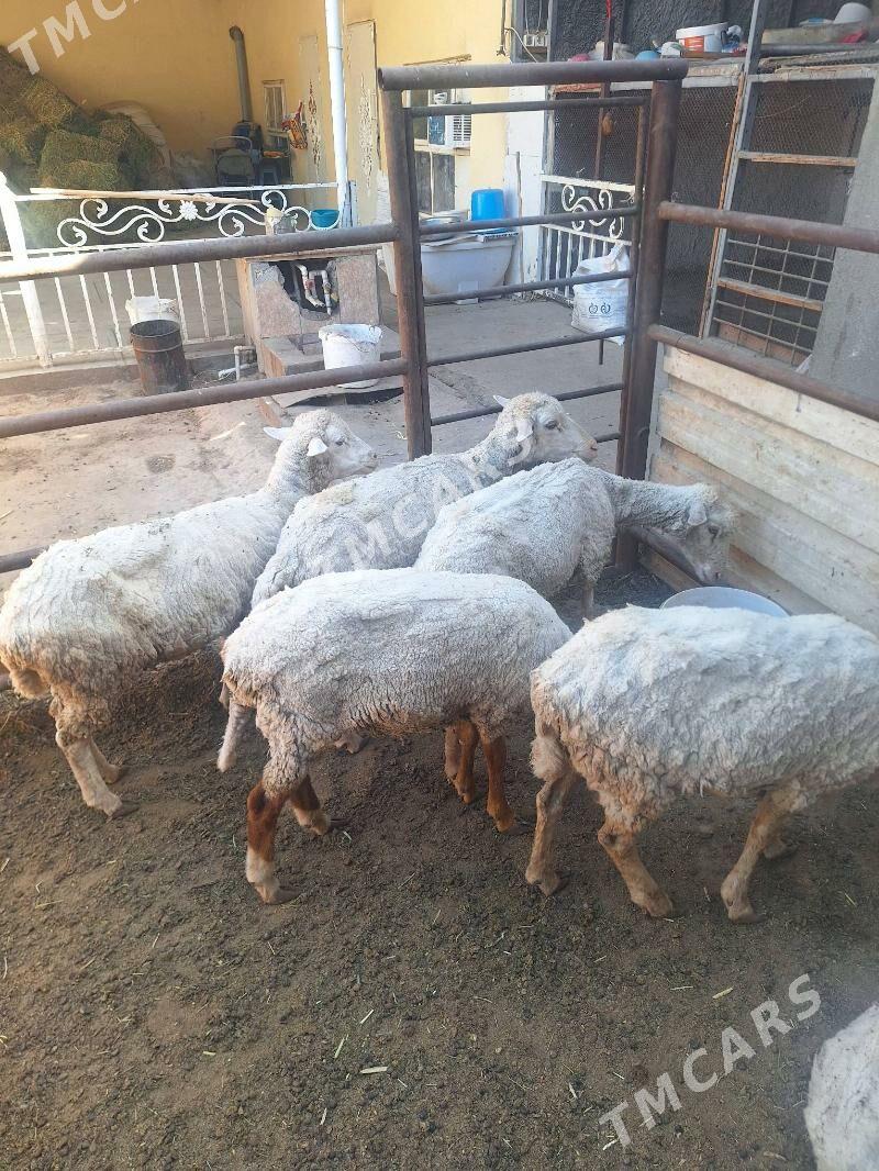 merenos goÿun - Aşgabat - img 2