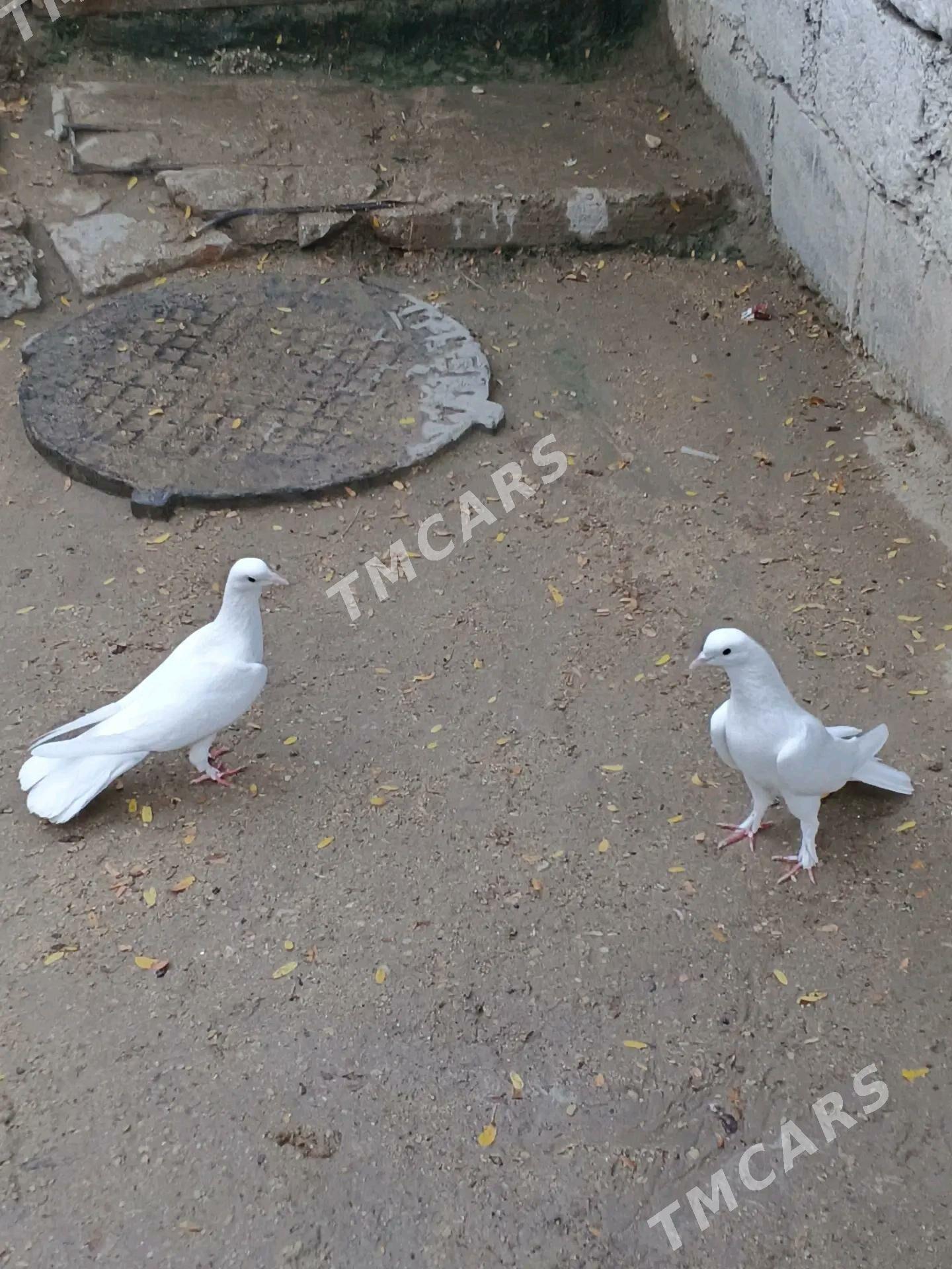 kepderi - Балканабат - img 2