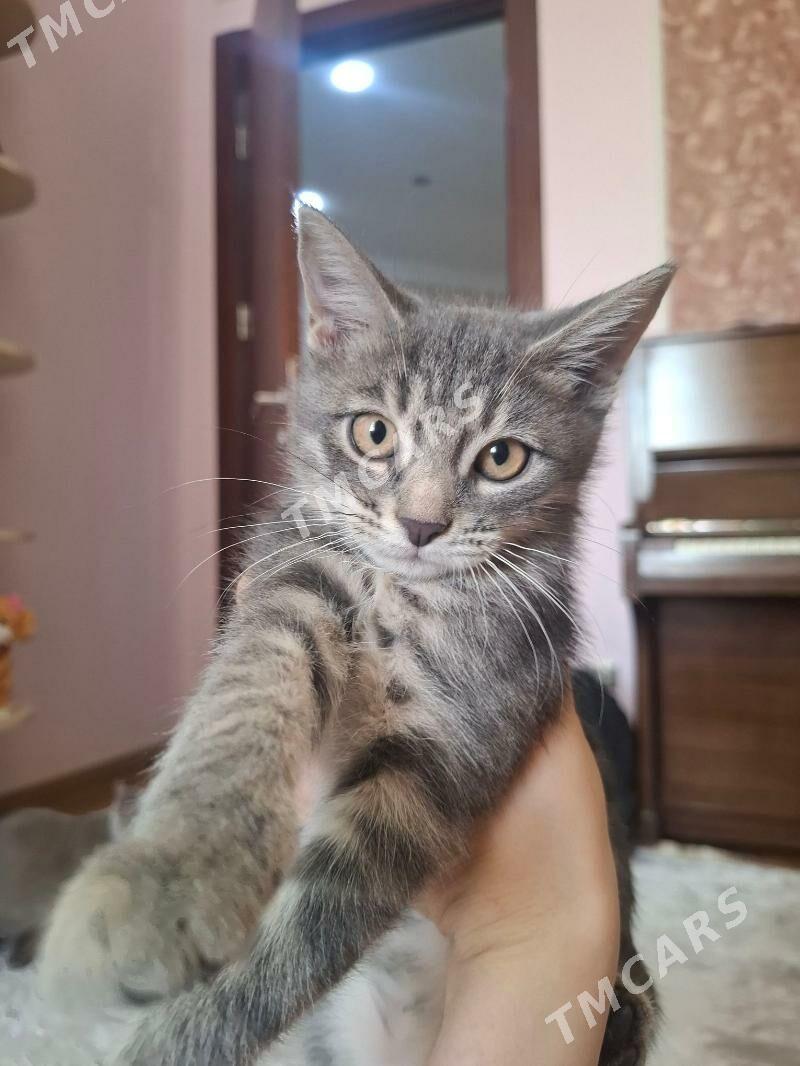 Домашние котята - Ашхабад - img 4