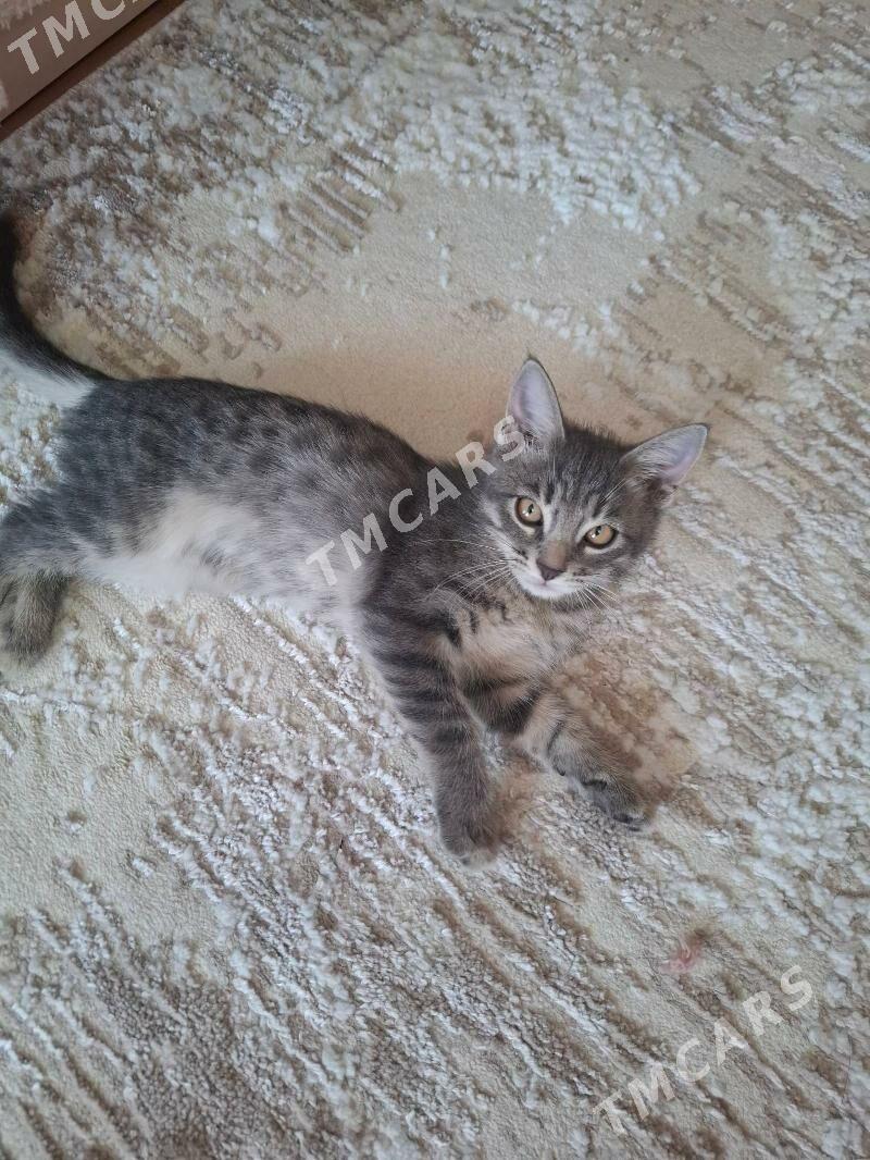 Домашние котята - Ашхабад - img 9