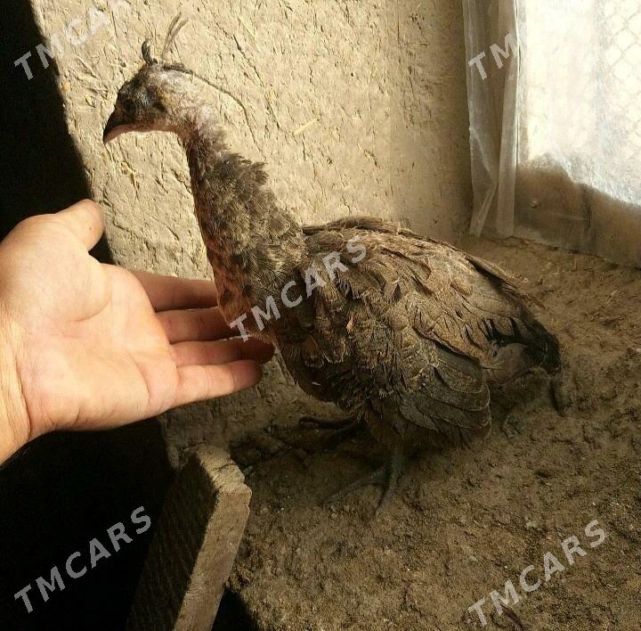 tawus - Гурбансолтан Едже - img 3