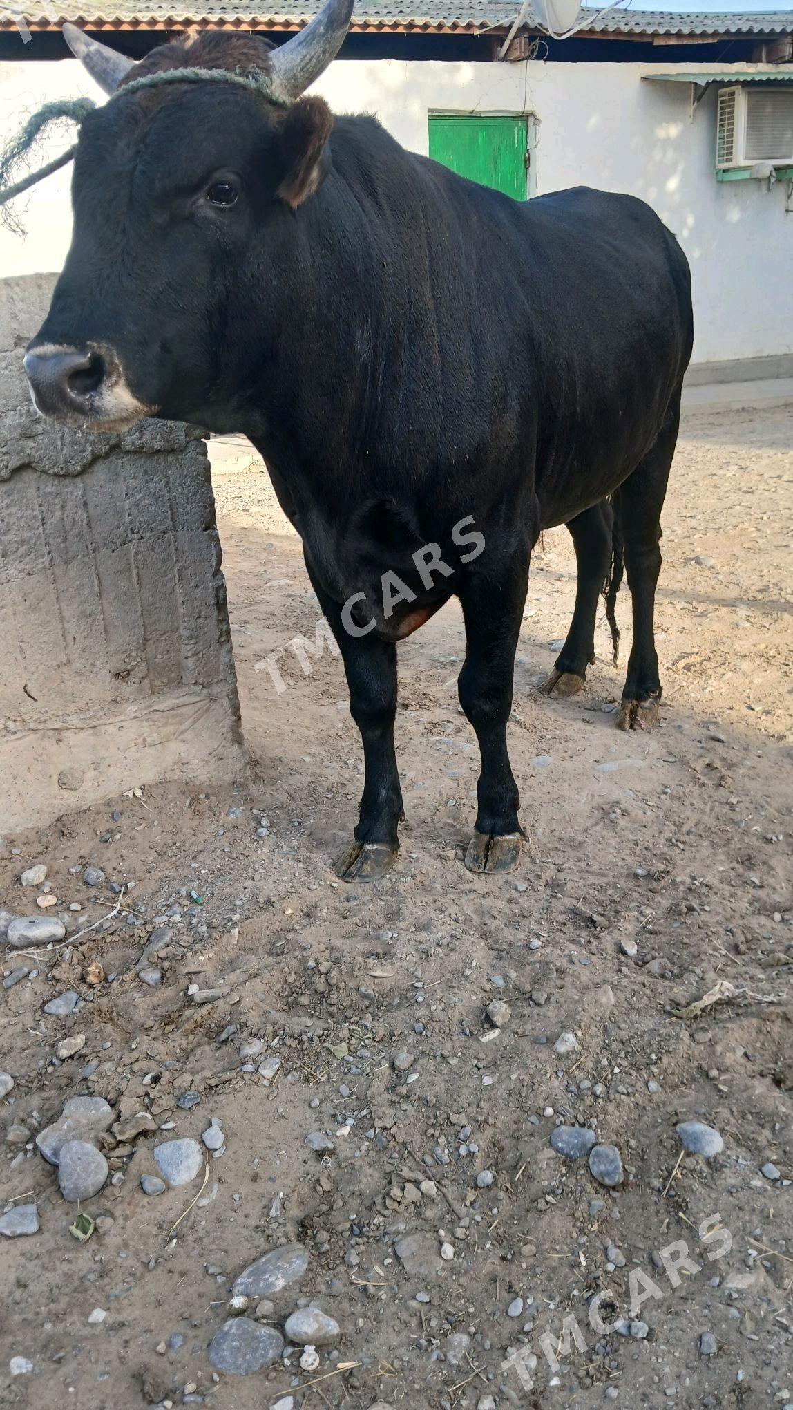 BAKYLAN OKİZ - Aşgabat - img 2
