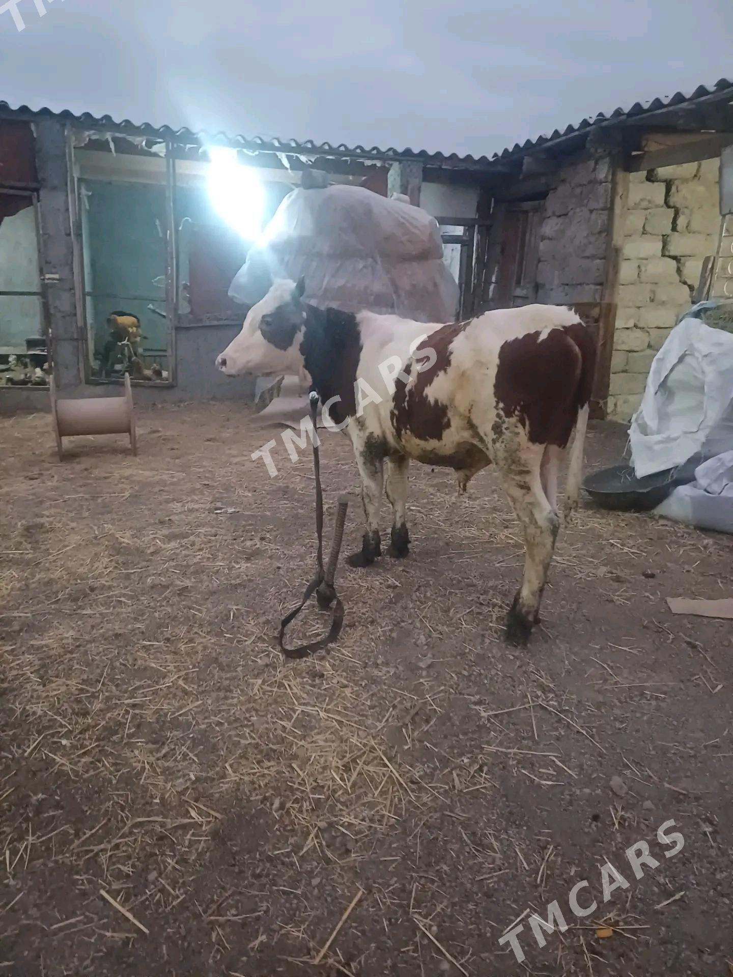 Okuz - Büzmeýin - img 3