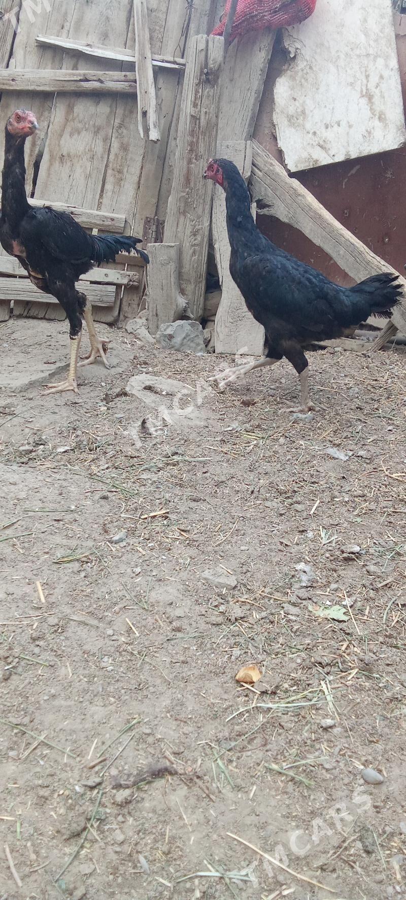 taşgent mäki horoz - Bäherden - img 2