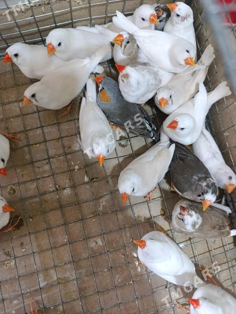 Oy GuŞi - Gurbansoltan Eje - img 2