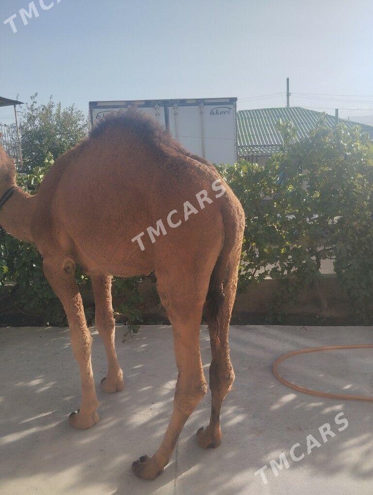 Owşyk - Aşgabat - img 2
