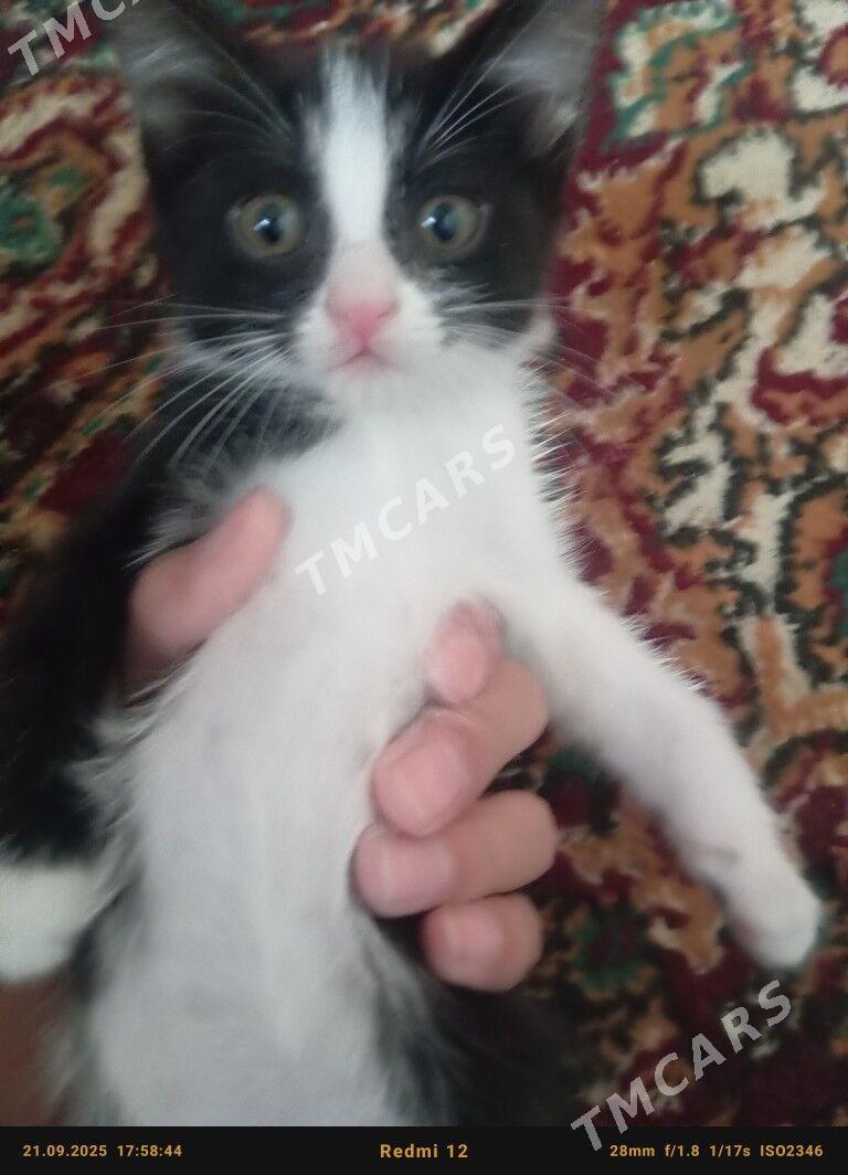 Pişik Кошка - Türkmenabat - img 2