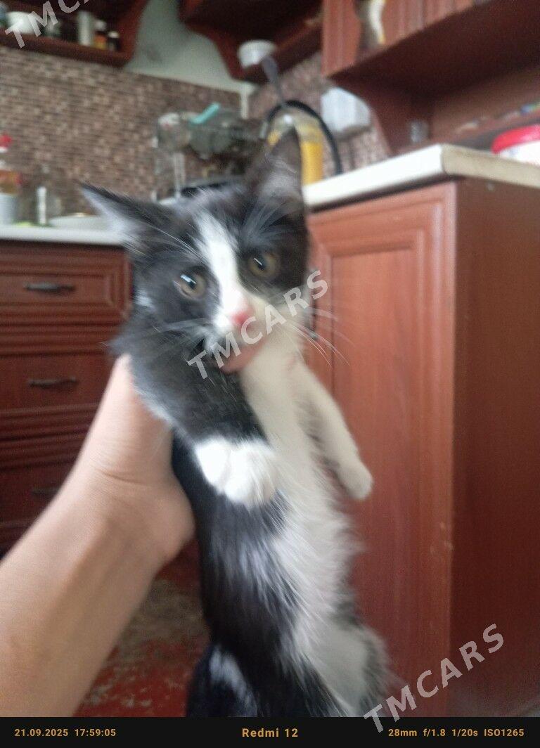 Pişik Кошка - Türkmenabat - img 3