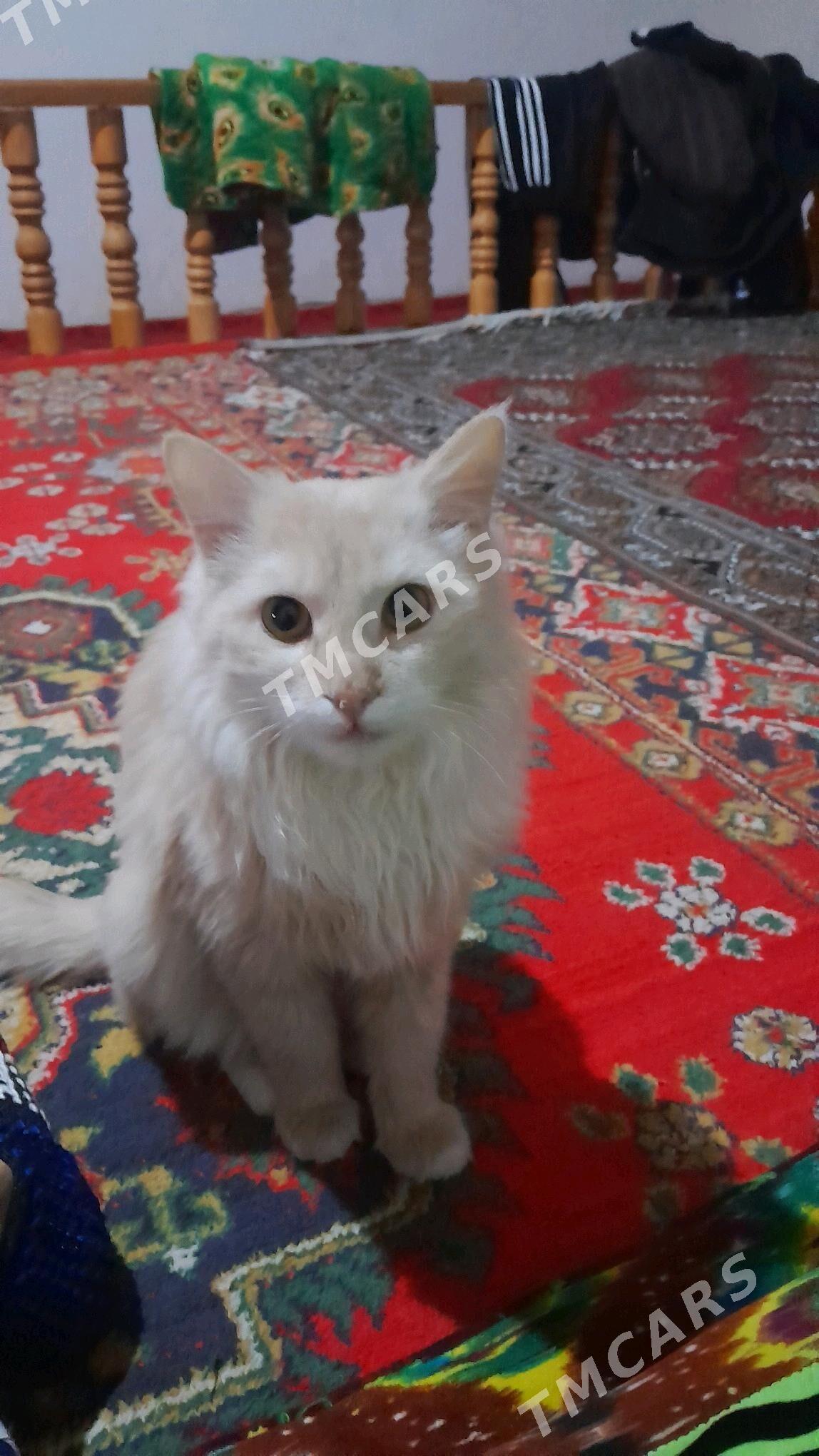 pişik mamikwaÿ - Şabat etr. - img 2