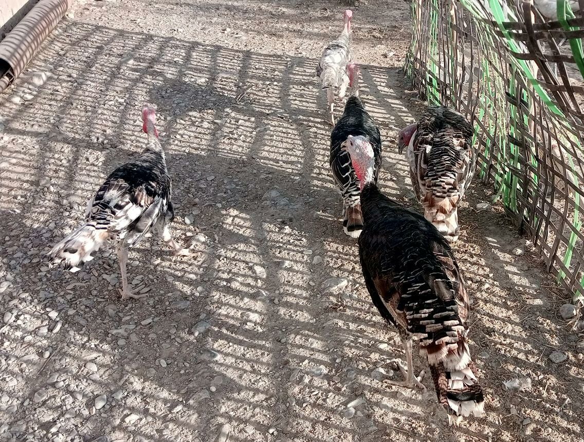 Induklar - Gökdepe - img 2