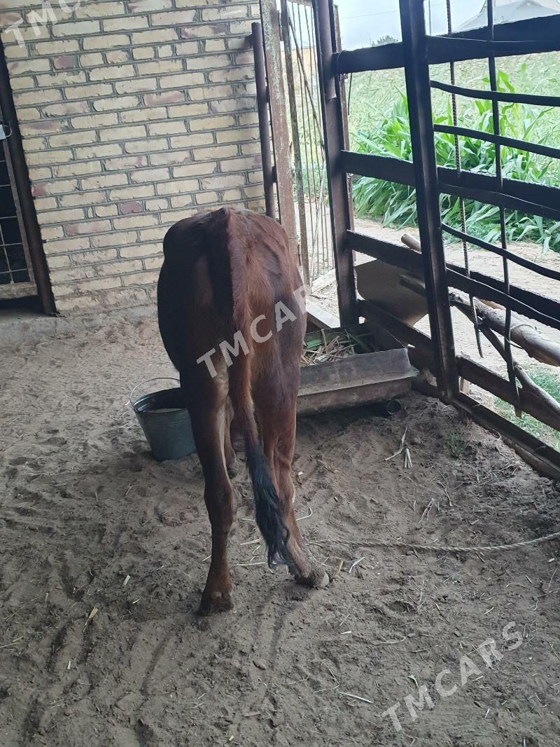 gulajyn gole - Wekilbazar - img 3