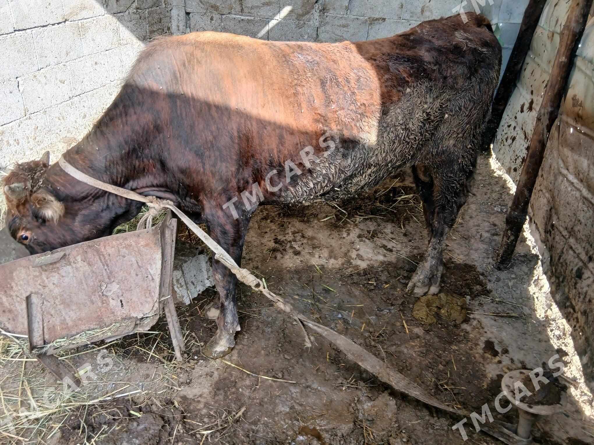 ökuz - Gökdepe - img 2