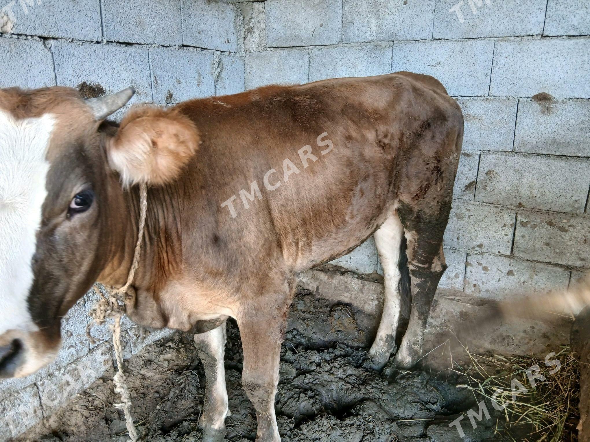 ökuz - Gökdepe - img 3