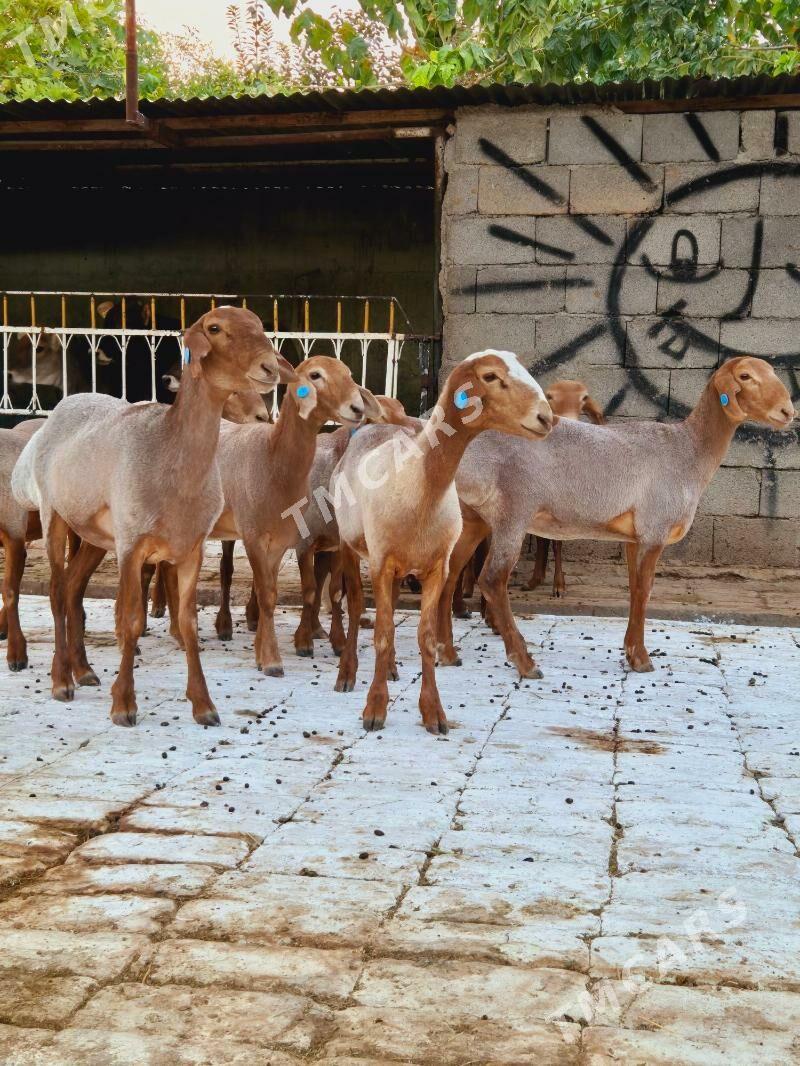 Gisar goyunlar - Köşi - img 2