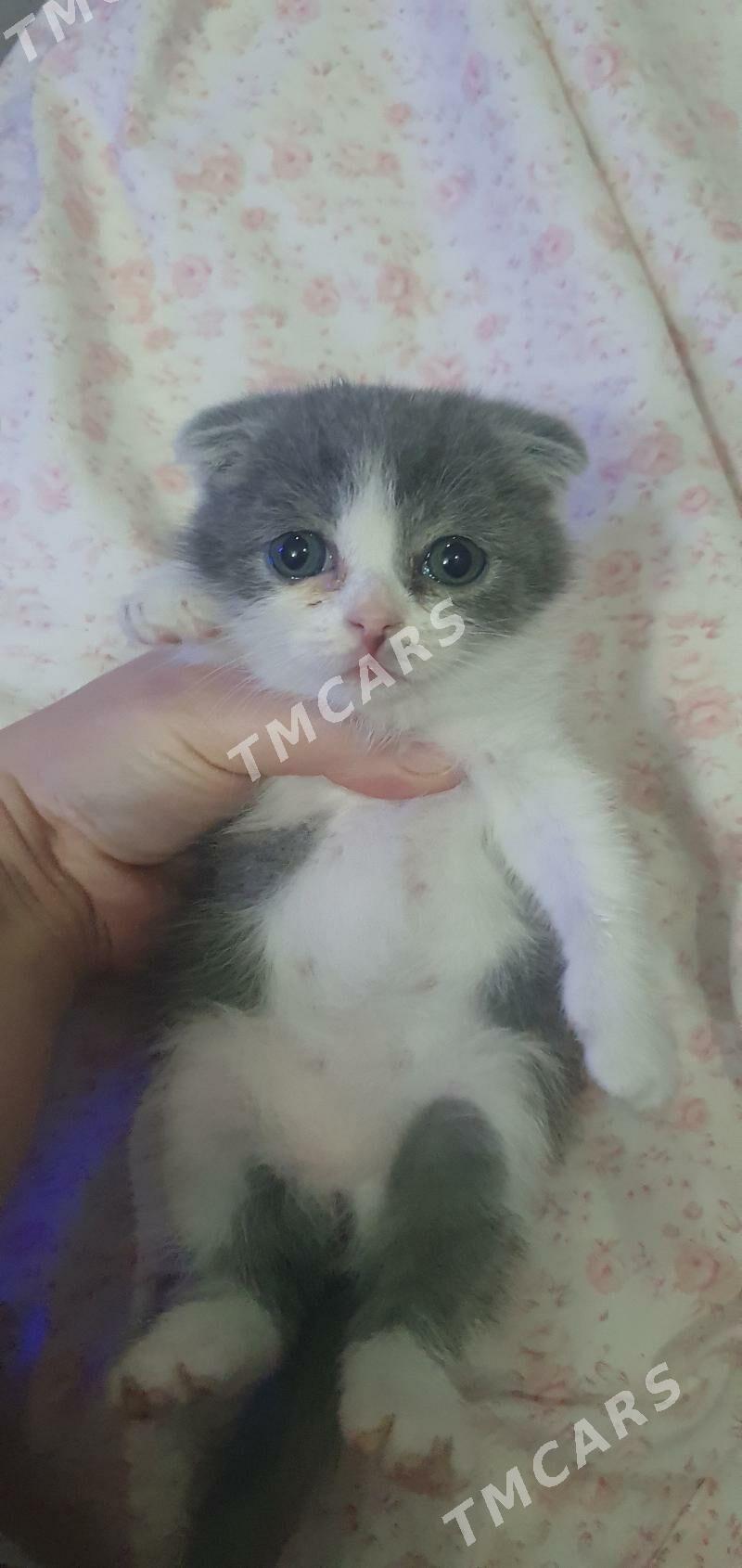 Шотландские котята - Ашхабад - img 2