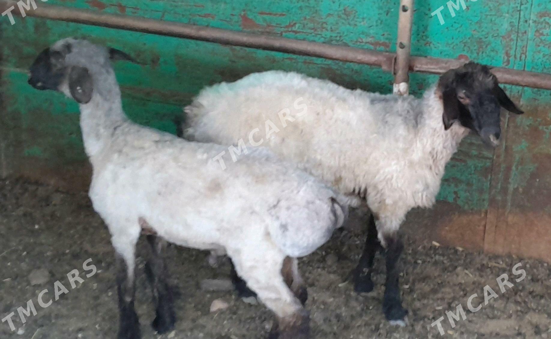 Goyun - Garadamak Şor - img 2