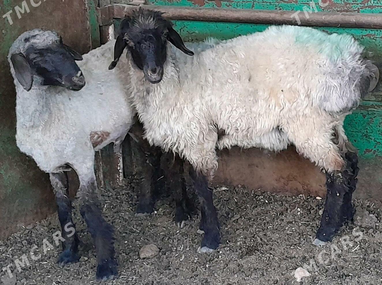 Goyun - Garadamak Şor - img 1