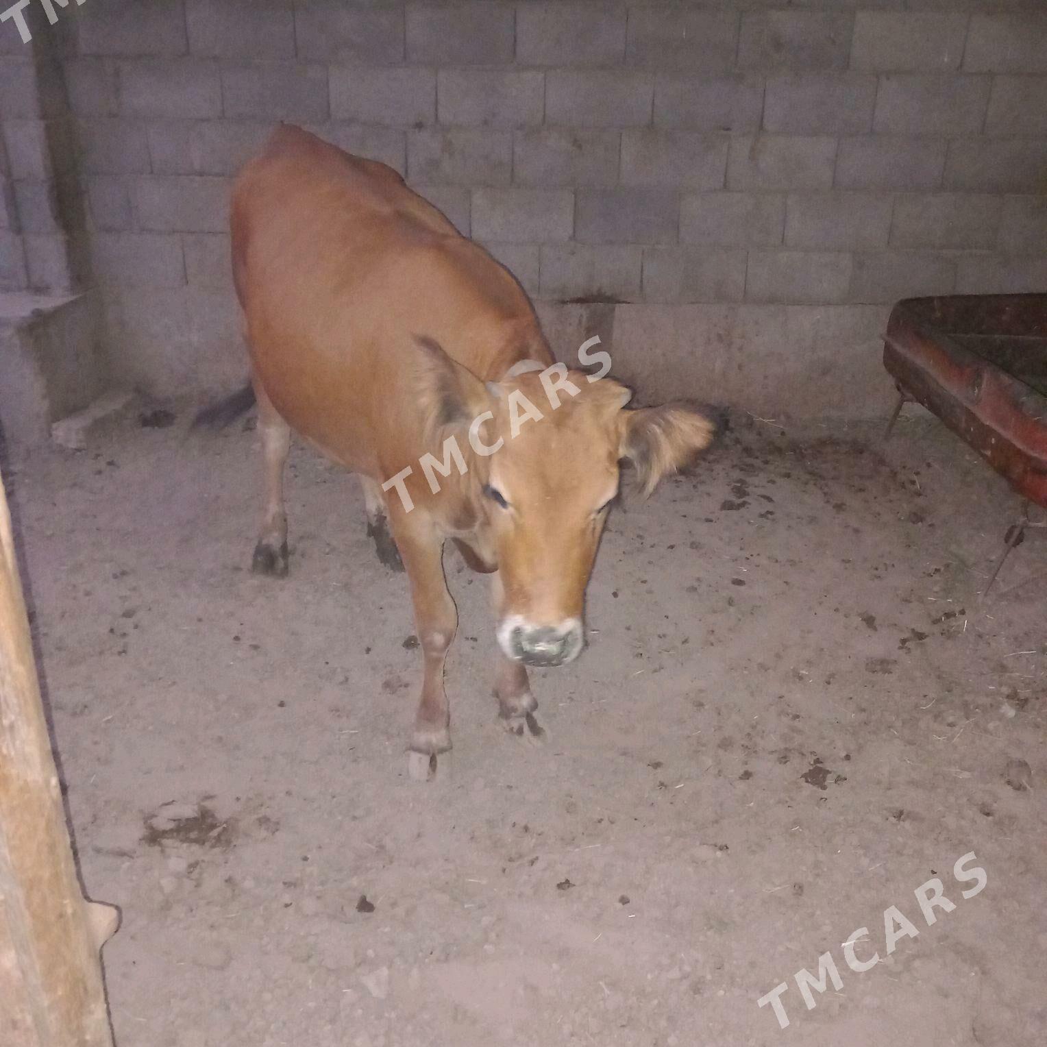 Bakylan Tüwe - Tejen - img 3
