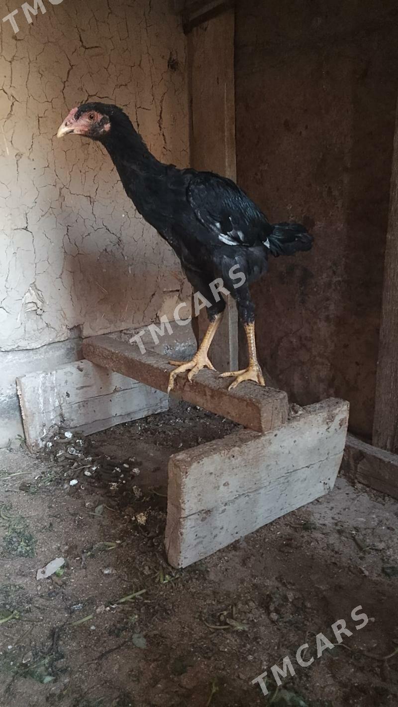 baýsy jüje. - Sakarçäge - img 2