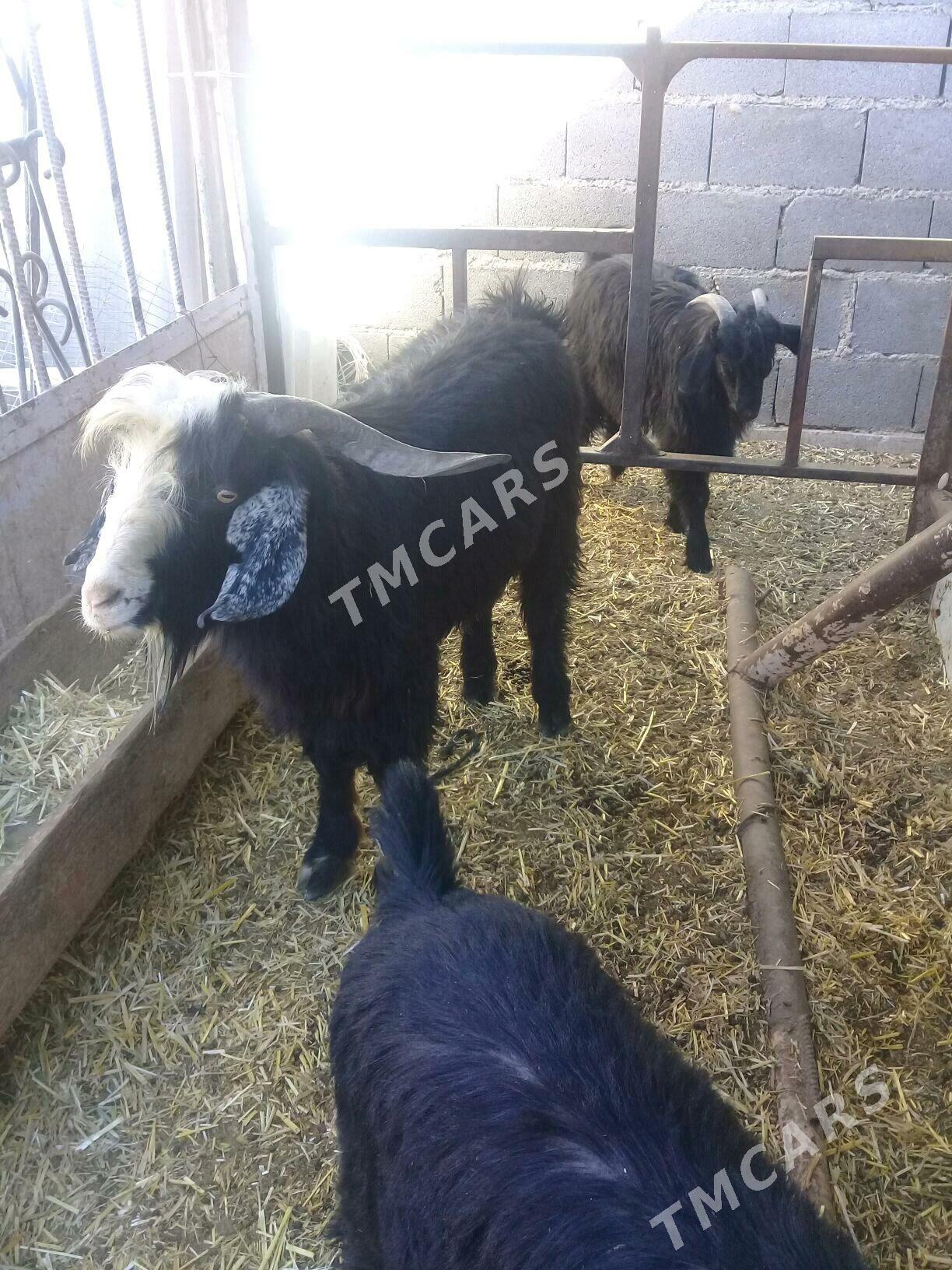 Goç we teke - Бахарден - img 2