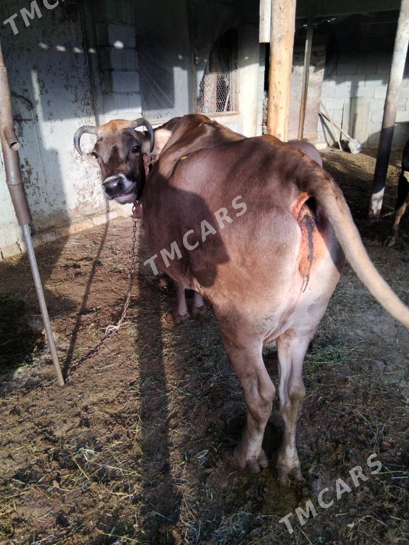 Sygyr 3 guzlan - Gökdepe - img 2