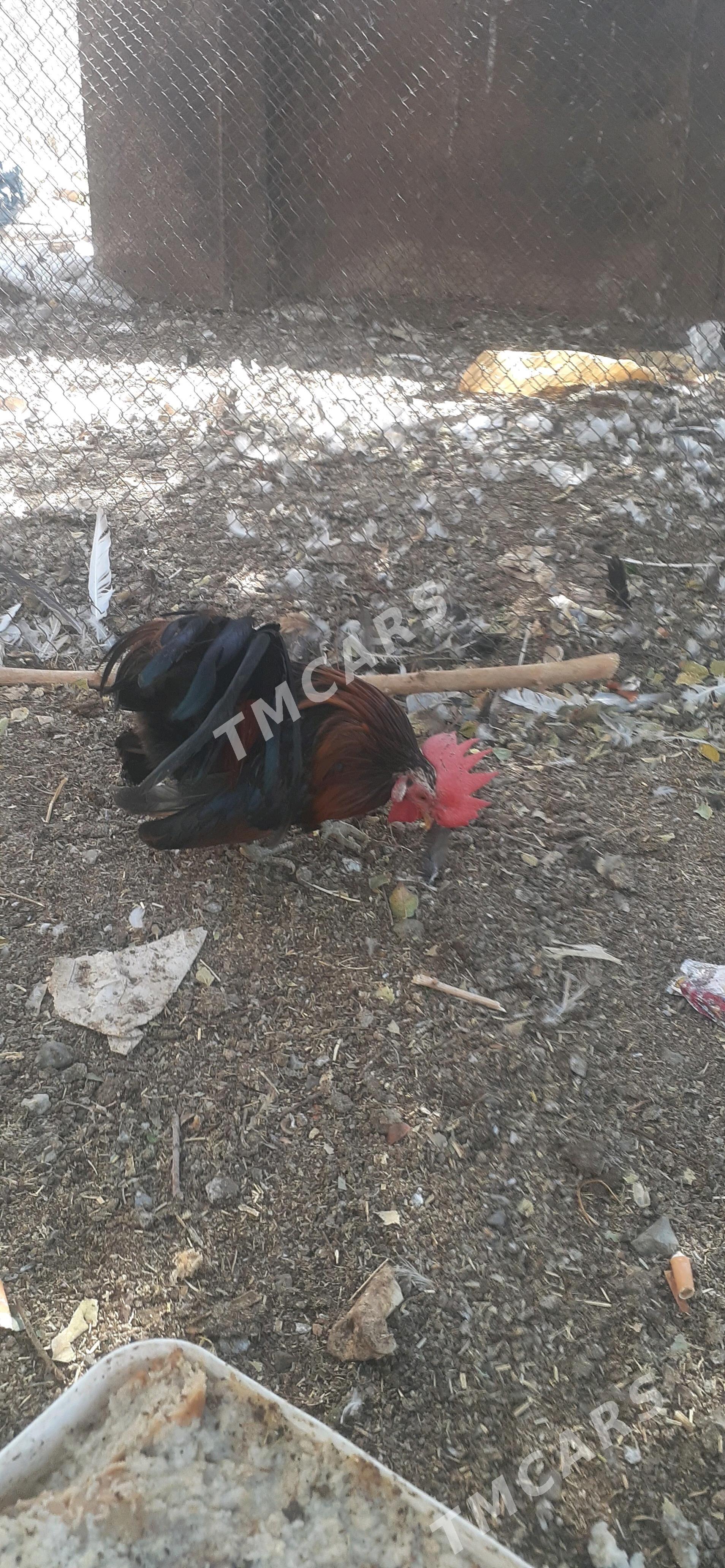 karlik - Çoganly - img 2