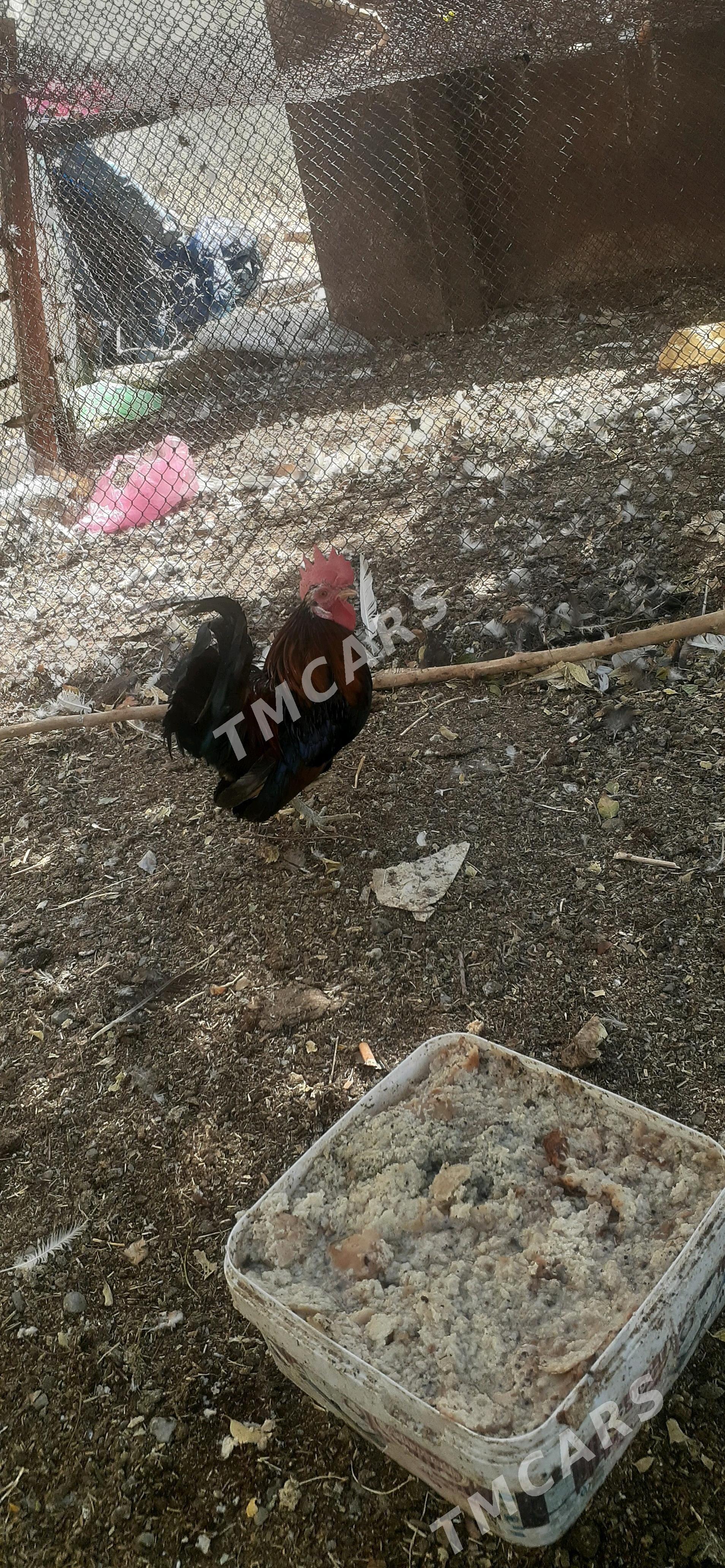 karlik - Çoganly - img 3