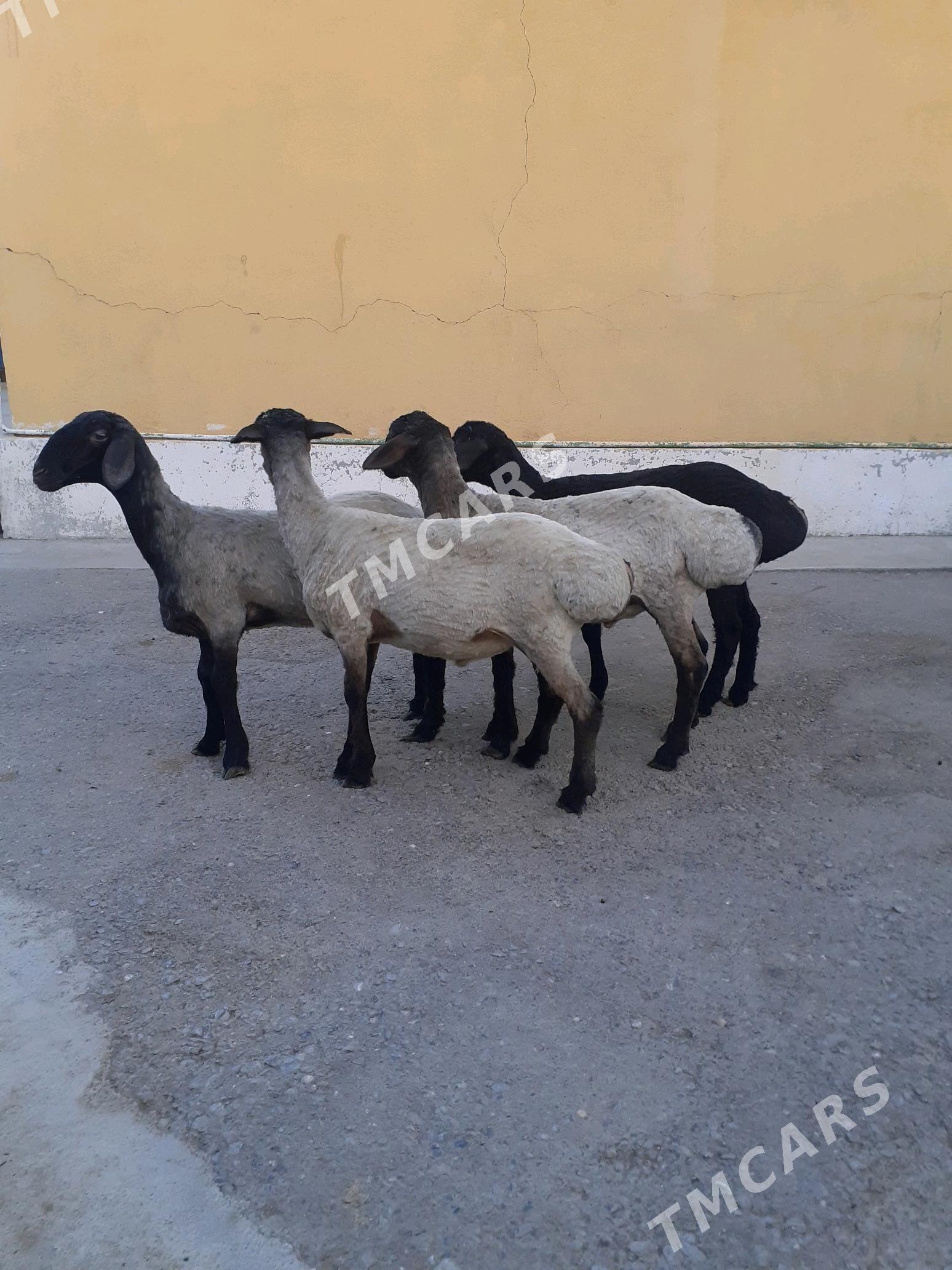 Tokli - Garadamak Şor - img 4