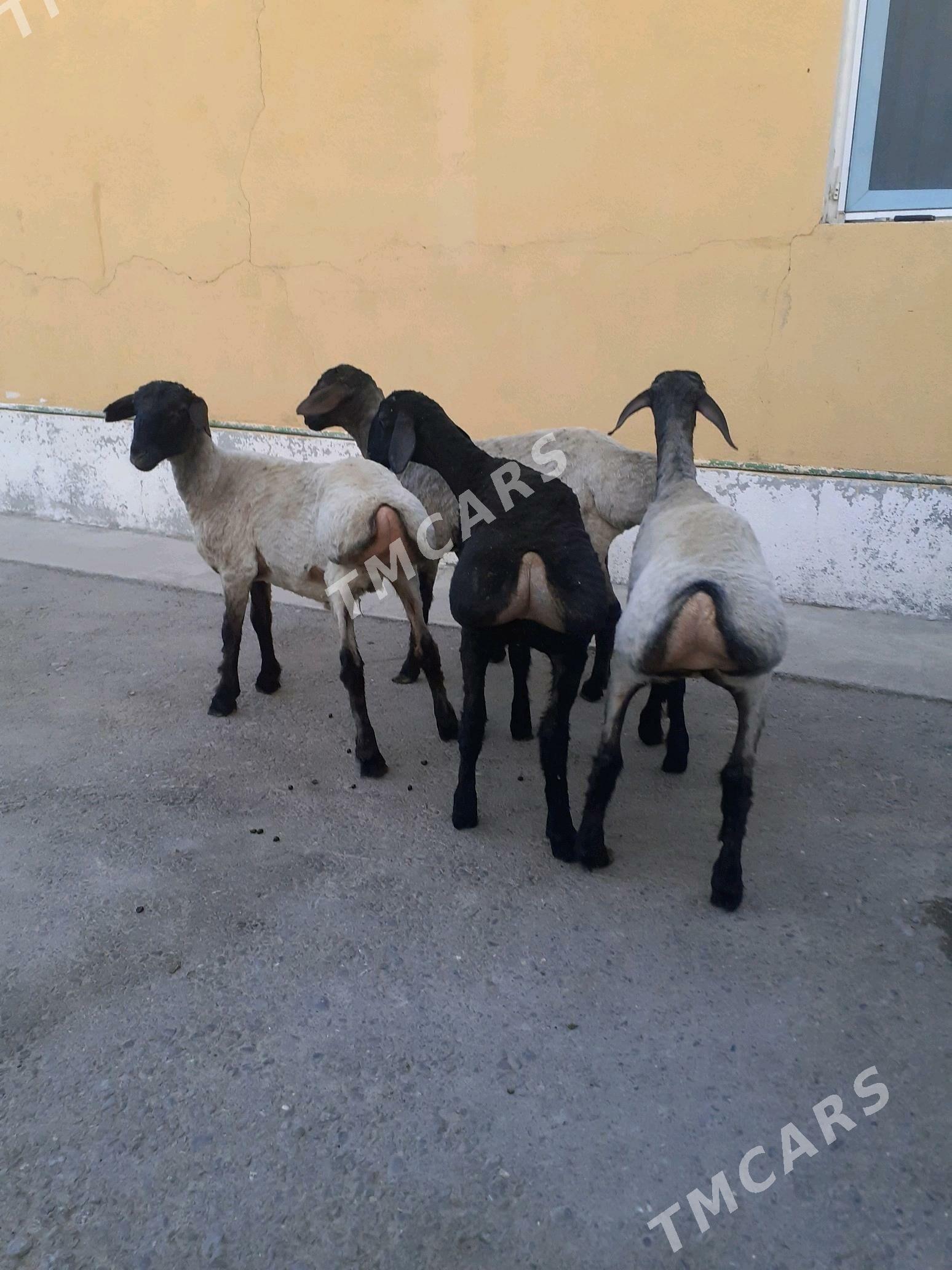 Tokli - Garadamak Şor - img 1