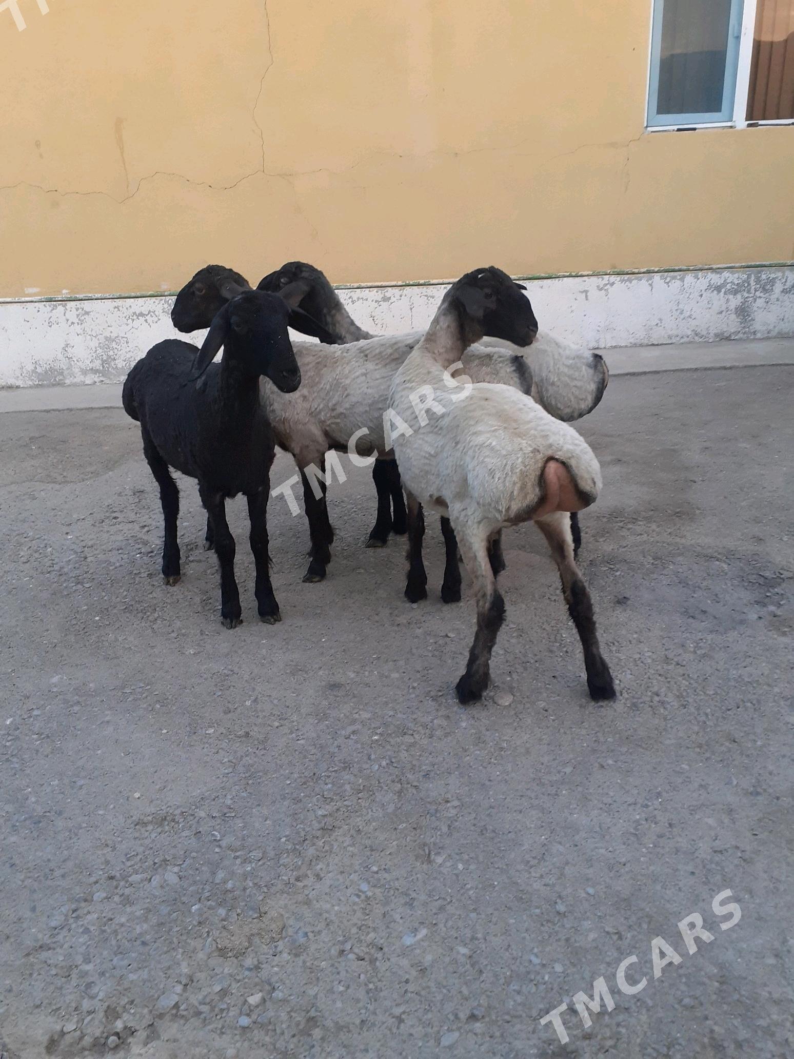 Tokli - Garadamak Şor - img 2