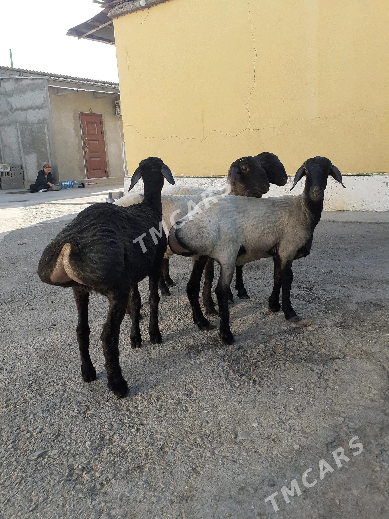 Tokli - Garadamak Şor - img 3