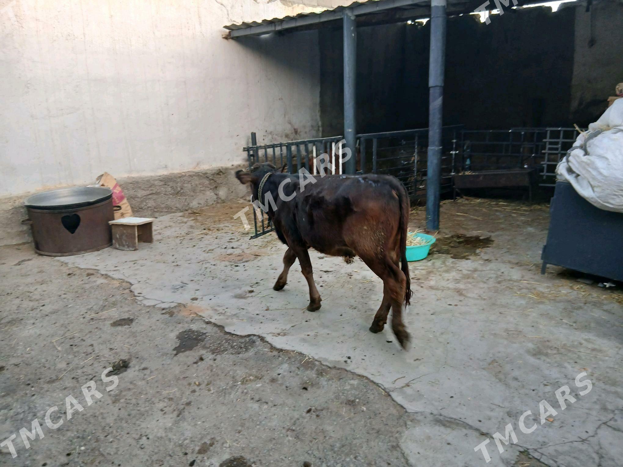 ökuzce - Aşgabat - img 2