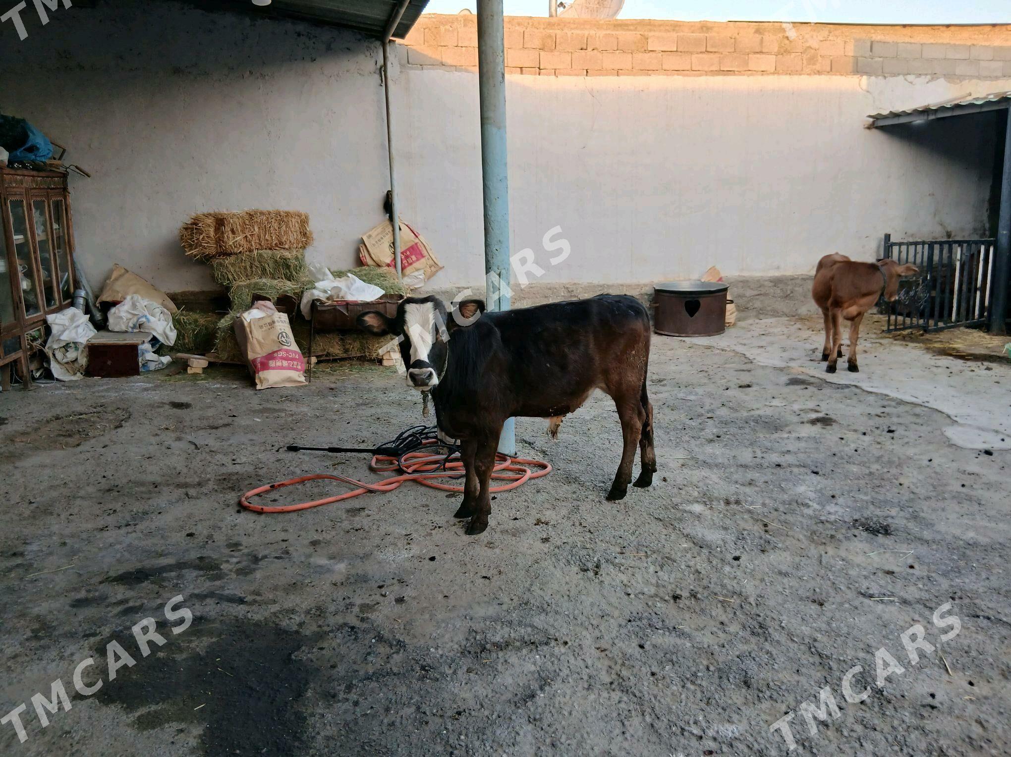 ökuzce - Aşgabat - img 3